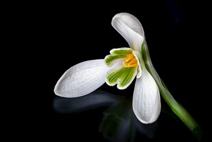 洁白雪花莲绽放
