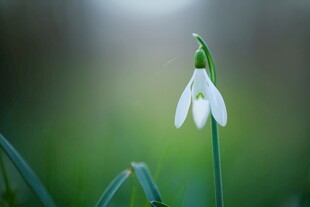 雪滴花亭亭玉立