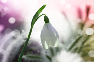 雪滴花绽放的清新瞬间