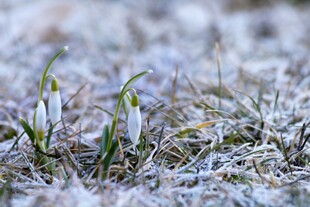 雪地中绽放的雪花莲