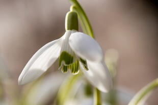 雪滴花特写