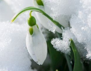 雪中英挺的雪花莲