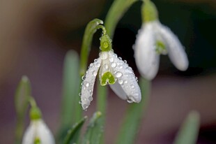 雪花莲上的晶莹露珠