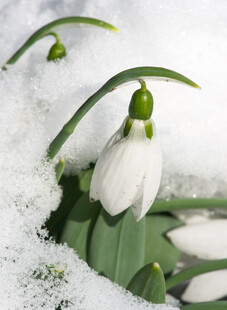 雪中美貌雪花莲