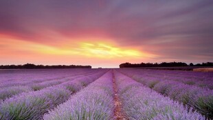 夕阳下的薰衣草田美景