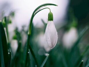 雪滴花独自绽放