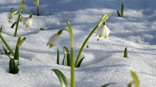 雪中美貌铃兰花绽放