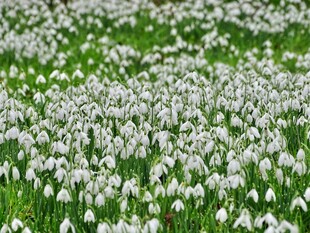 春日白花覆绿地
