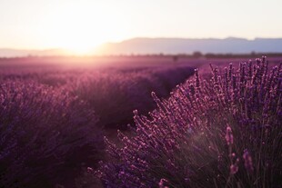 夕阳下的薰衣草花田