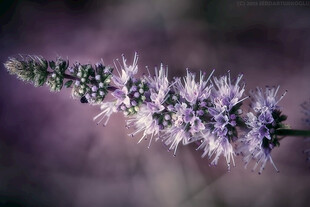 紫色穗状花卉特写