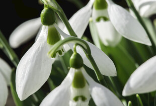 纯洁雪花莲绽放