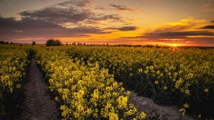 夕阳下的金黄油菜花田