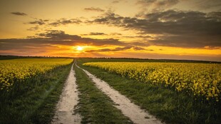 夕阳下的田野小路