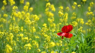 黄花丛
