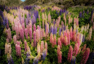 五彩羽扇豆花田美景