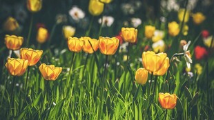 春日烂漫郁金香花海