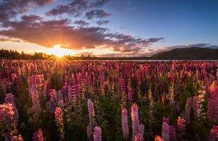 日落时分的绚烂花海