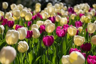 多彩郁金香花海