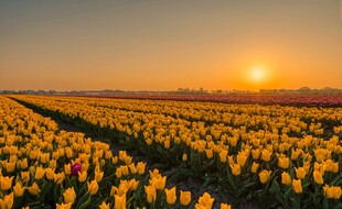 夕阳下的绚烂郁金香花海