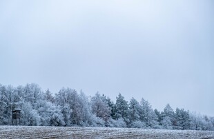 冬日雪景中的银白树林
