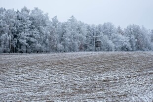 雪覆田野与树木景观