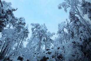 雪覆山林美景