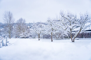 冬日雪景中的树木景观