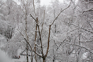 雪覆树林