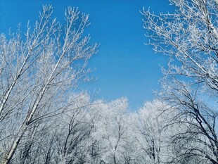 冬日雪景下的银白树林