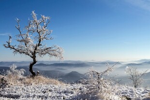 冬日孤树雪景壮美如画
