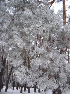 雪覆松林美景