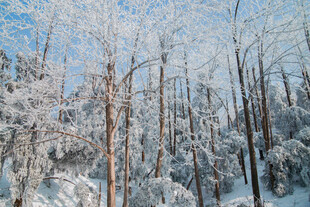 冬日雪覆树林美景