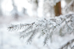 雪覆松枝的冬日美景