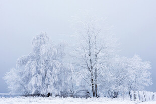 冬日雪景中的银白树木