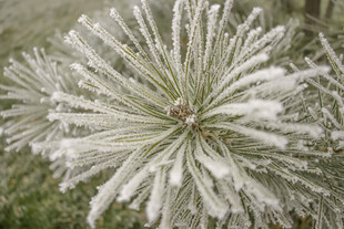 雪覆松针