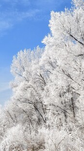 冬日雾凇美景