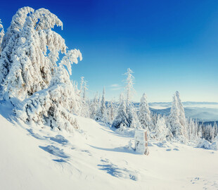 冬日雪林美景