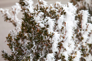 雪覆绿植
