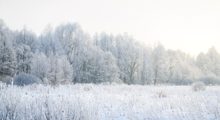 冬日银装素裹的雪林景观