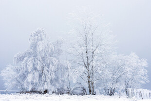 冬日雪景中的银白树木
