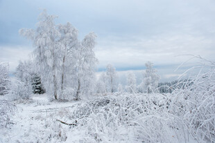 冬日雪景中的银白树林