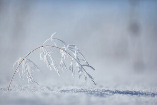 冬日冰雪中的纤细植物
