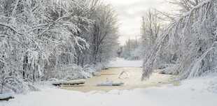 冬日雪景中的静谧林间小道