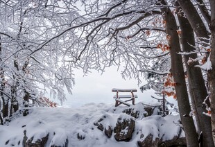 冬日雪景中的静谧树林