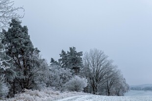 冬日雪景中的静谧树林