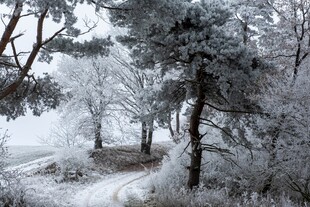 冬日雪林美景