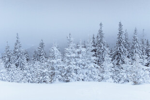 雪覆松林的冬日美景
