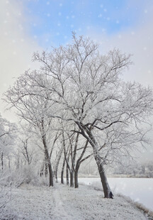 冬日银树雪景图