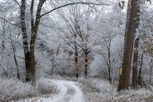 冬日雪覆林间小道