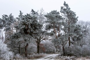 冬日雪覆树林美景